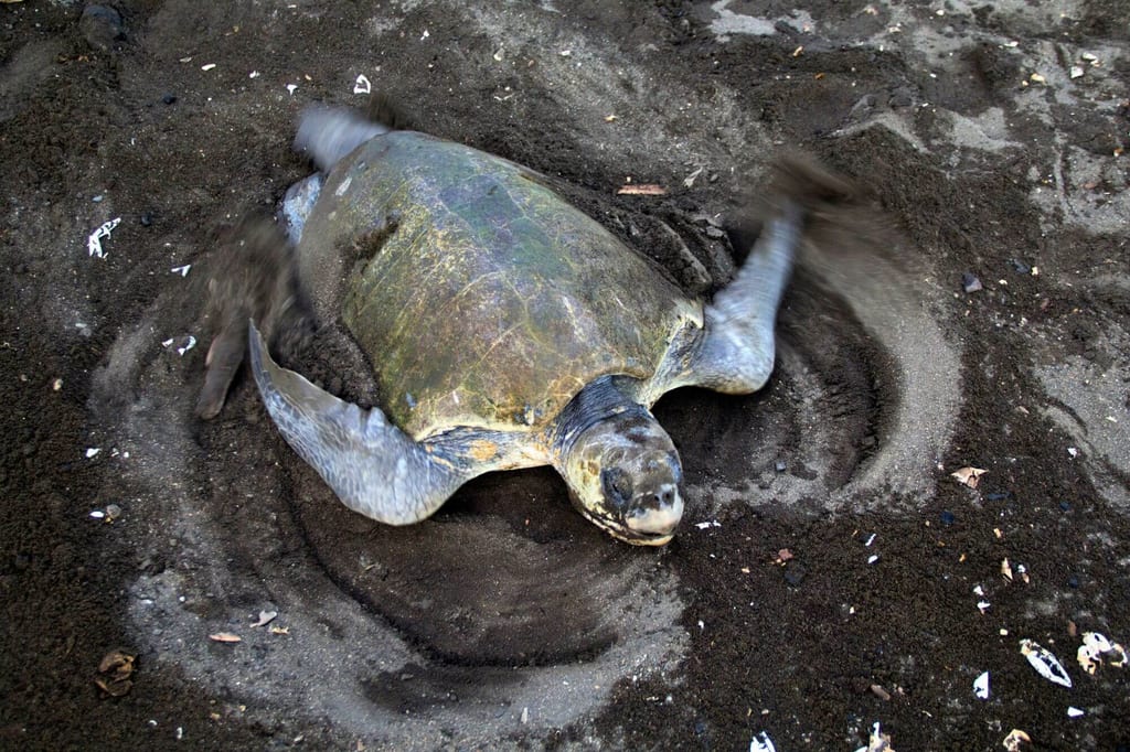Meeresschildkröte gräbt mit Flossen ein Nest im dunklen Sand, seitliche Draufsicht.
