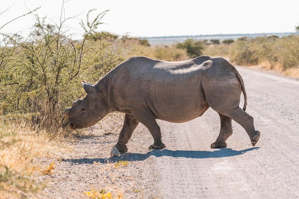 Ein Nashorn geht vor uns über die Schotterpsite
