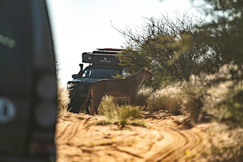 Raubkatze steht auf sandiger Piste vor Safari-Fahrzeugen im trockenen Busch bei warmem Seitenlicht.