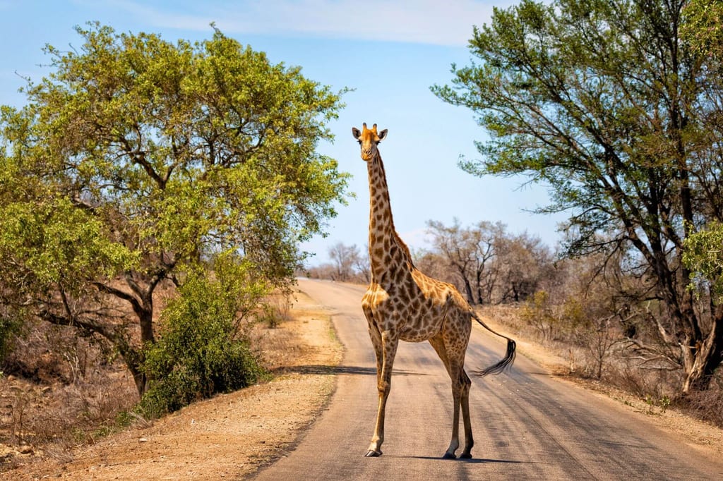 Giraffe steht frontal auf einer Landstraße in trockener Savannenlandschaft bei hellem Tageslicht.
