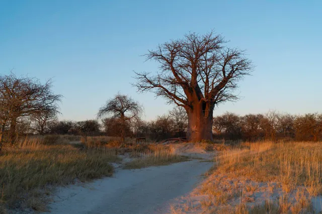 Großer knorriger Baum an sandigem Weg in goldenem Abendlicht, ruhige Graslandschaft.