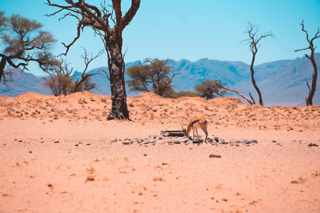 Einzelne Antilope trinkt an Wasserbecken in sonniger Wüstenlandschaft