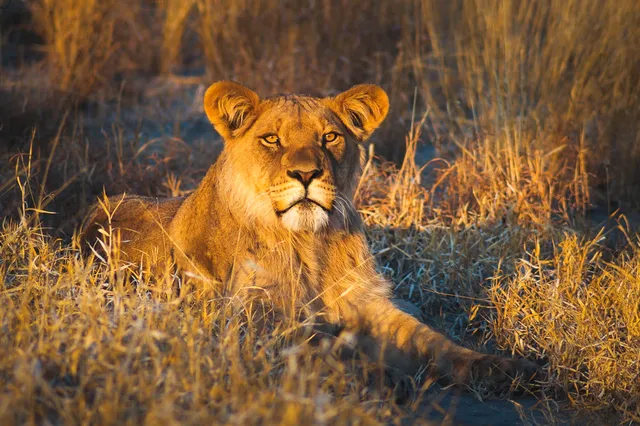 Löwin liegt im trockenen Savannengras im warmen Seitenlicht der goldenen Stunde, aufmerksamem Blick.
