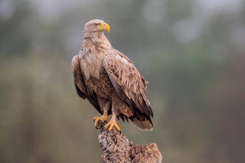 Seeadler auf Baumstumpf, Nahaufnahme, seitlicher Blick