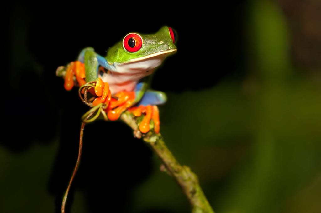 Nahaufnahme eines bunten Frosches auf einem Zweig bei Nacht, aufmerksam in die Kamera blickend.