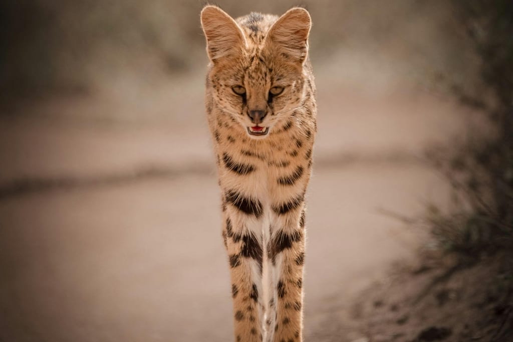 Serval frontal auf Augenhöhe auf sandigem Weg, warmes Spätnachmittagslicht, aufmerksam