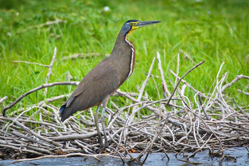 Nacktkehlreiher steht am Ufer auf Treibholz, seitliche Ansicht vor grünem Gras.