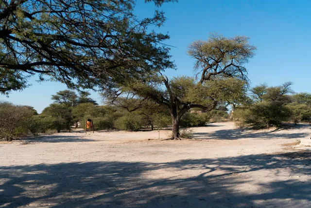 Trockene Sandfläche mit vereinzelten Bäumen und Schatten unter klarem blauem Himmel.