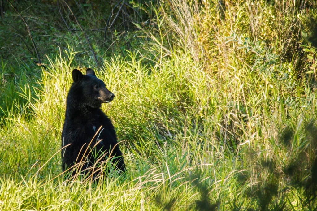 Ein einzelner Bär sitzt aufrecht im hohen Gras am Rand einer Wiese im warmen Spätnachmittagslicht.