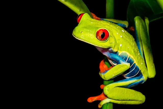 Nahaufnahme eines bunten Baumfrosches mit roten Augen an einem grünen Stängel vor schwarzem Hintergrund.