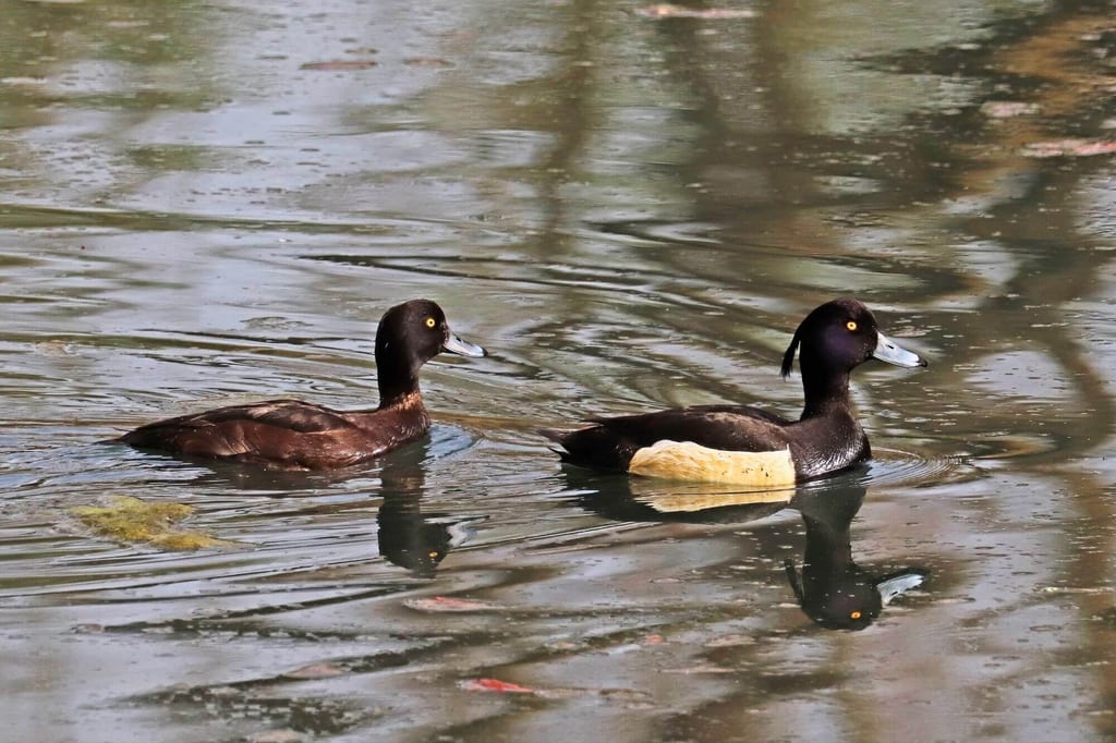 Zwei Reiherenten schwimmen seitlich auf ruhigem Wasser mit Spiegelung und gelben Augen.
