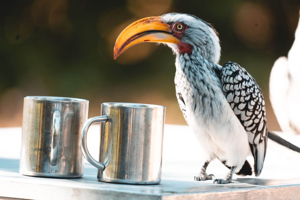 Nahaufnahme eines großen Vogels mit gebogenem gelb-orangefarbenem Schnabel neben zwei Metallbechern.