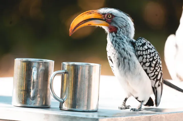 Nahaufnahme eines großen Vogels mit gebogenem gelb-orangefarbenem Schnabel neben zwei Metallbechern.