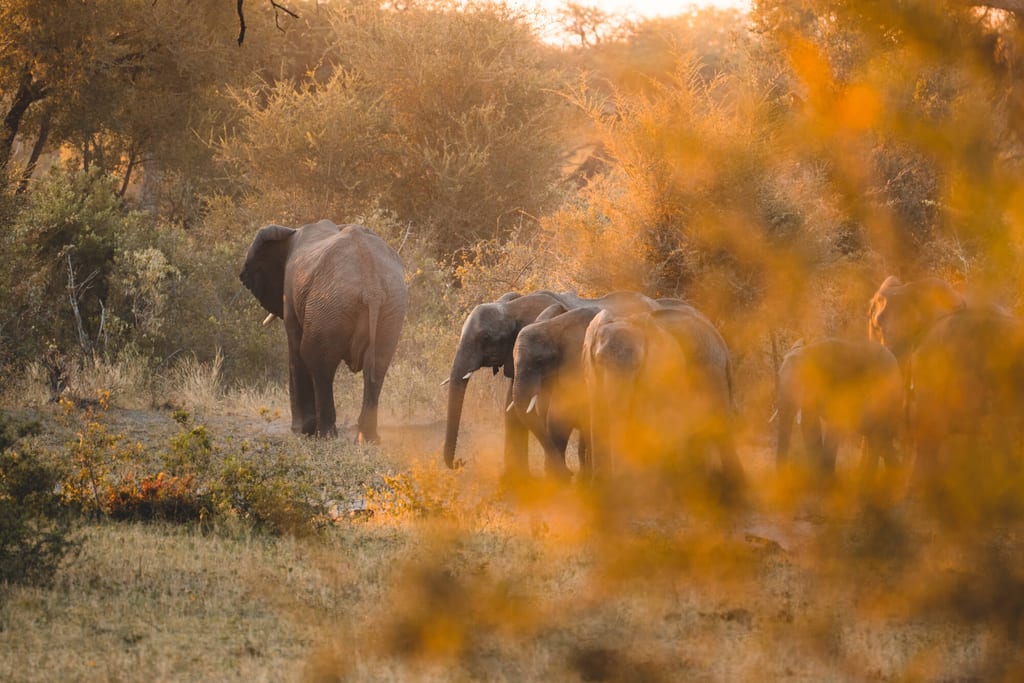 Herde von Elefanten zieht in goldenem Abendlicht durch buschige Savanne in Namibia