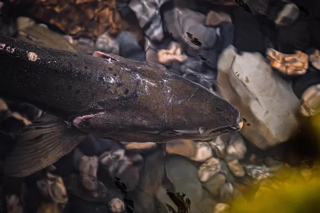 Nahaufnahme eines großen Fisches im flachen, klaren Wasser über kiesigem Grund.